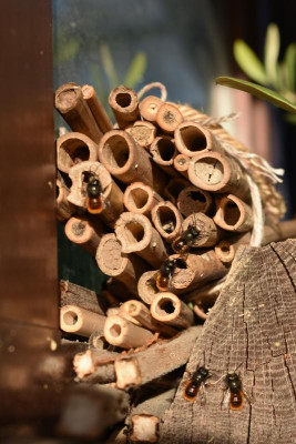 osmia bicornis 001.JPG