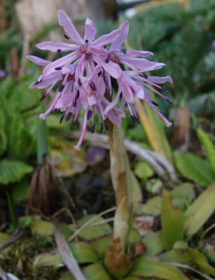 Heloniopsis tubiflora22evtl.jpg
