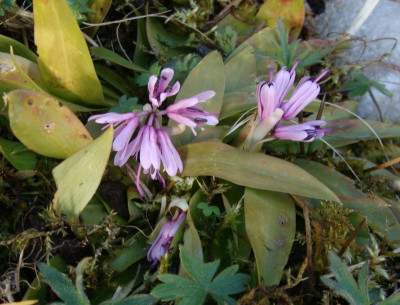 Heloniopsis yakushimensis22.jpg