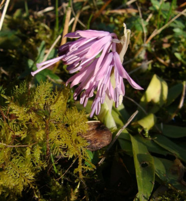 Heloniopsis japonica22.jpg