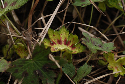geranium_saemling_reflexum_fragezeichen.jpg