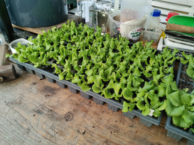 Kopfsalat 20220312.jpeg