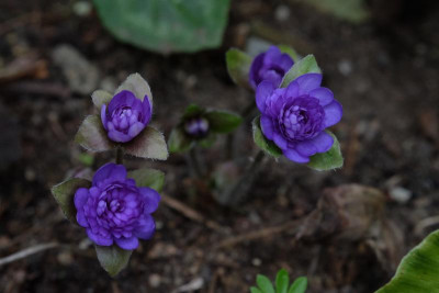 DSCF6195.JPG