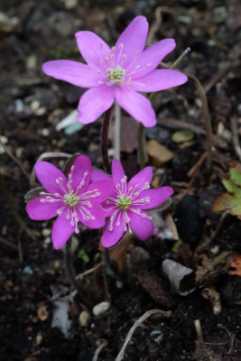 DSCF6182.JPG
