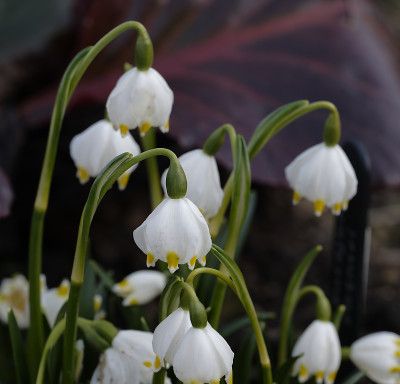 DSC_4512_DxO.jpg