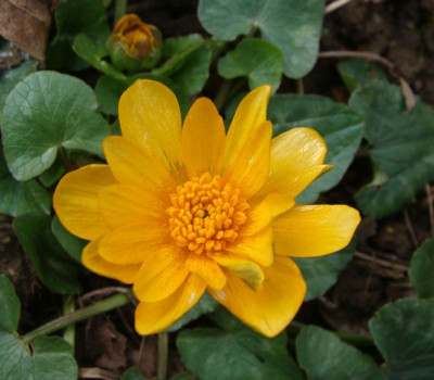 Ficaria x Orangette21.jpg