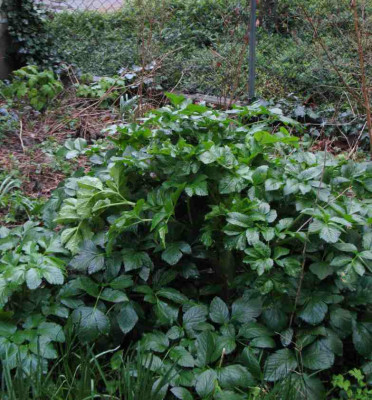 Smyrnium_olusatrum.jpg