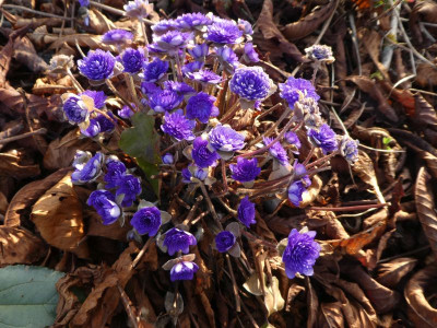 Hepatica Axel 220316 k.jpg