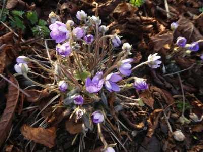 Hepatica fliederfarben 220316 k.jpg