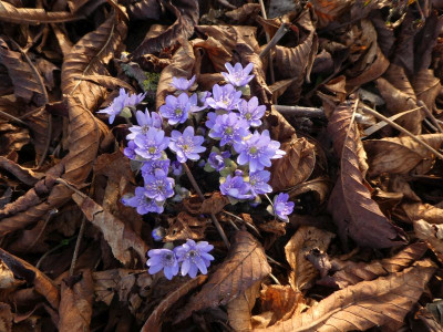 Hepatica hellblau 220316 k.jpg