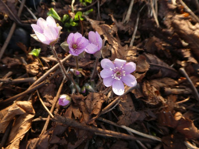 Hepatica rosa 220316k.jpg
