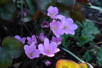 DSCF6173.JPG