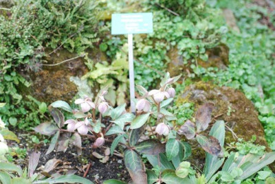 H.lividus_Alpengarten.jpg