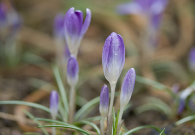 crocus_tommasinianus.jpg