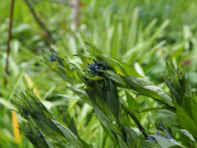 Amsonia tabernaemontana subsp. salicifolia [Anja Oudolf] P5080048.JPG