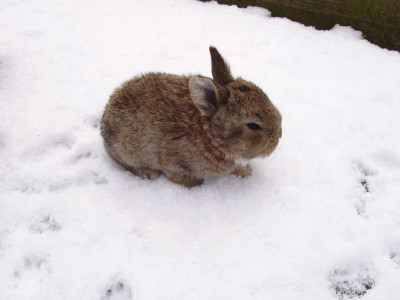 Ostern_08_ue1.jpg