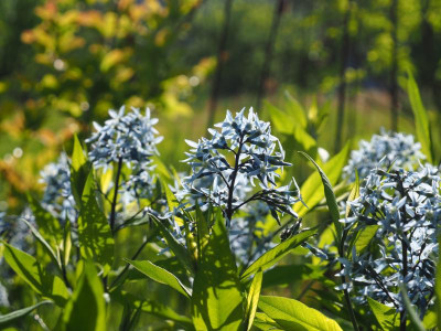 Amsonia tabernaemontana subsp. salicifolia P5050062.JPG