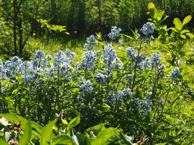 Amsonia tabernaemontana subsp. salicifolia P5050248.JPG