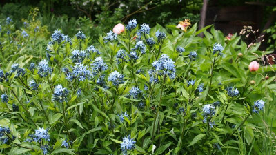 Amsonia tabernaemontana subsp. salicifolia [Anja Oudolf] Paeonia Wittmanniana Mai Fleurie P5150467.JPG
