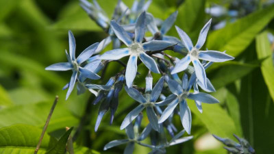 Amsonia tabernaemontana subsp. salicifolia Blüte P5081765.JPG