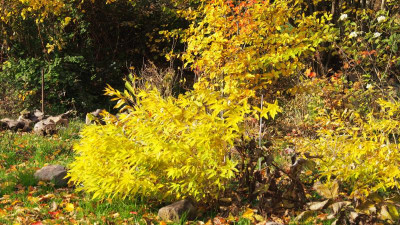 Amsonia tabernaemontana subsp. salicifolia [Anja Oudolf] Herbstfärbung PB010223.JPG