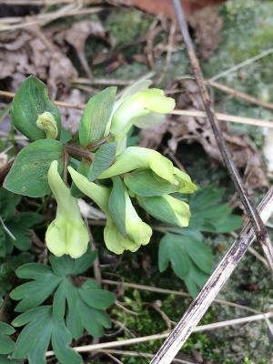 2022-03-19 Corydalis malkensis.jpg