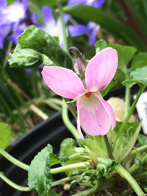 2022-03-19 Viola Poussiere d' Etoile.jpg