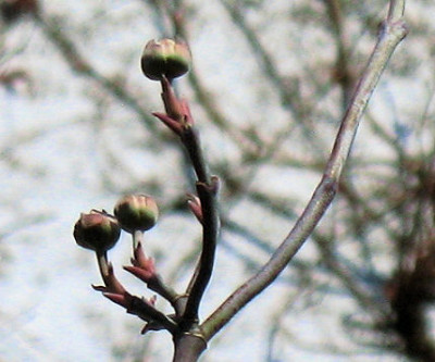 IMG_7973_Cornus.JPG