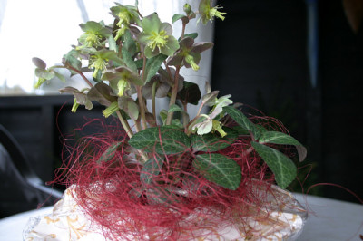 Hellob._lividas_Silver_Edge_0508.jpg