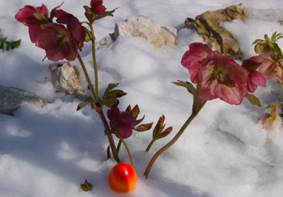 Osterhelleborus_DSC_0967.jpg