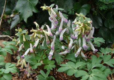 Corydalis solida rot-weiß22.jpg