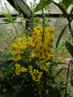 Verbascum arcturum22.jpg