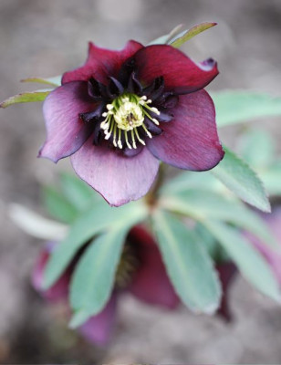 Anemone_dunkel_08.jpg