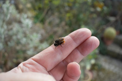 Osmia cornuta 001.JPG
