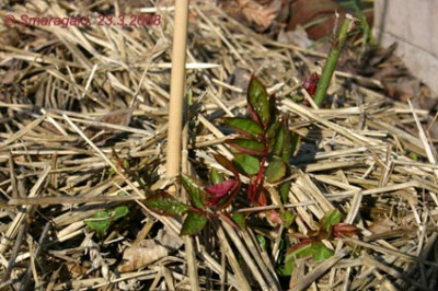 Brown-Velvet-2008-03-23_0071.jpg