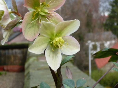 Helleborus_x_Ballardii_niger_x_lividus.jpg