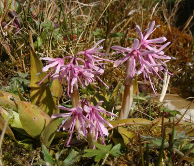 Helonias yakushimensis22.jpg