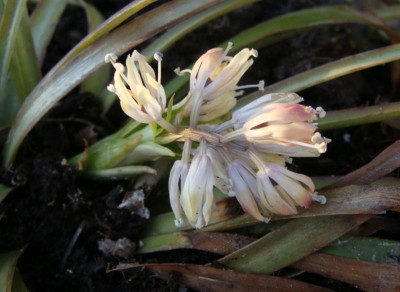 Ypsilandra thibetica22-1.jpg