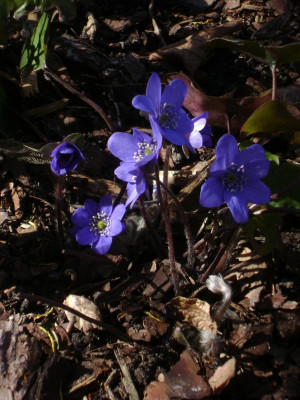 DSC05442.JPG