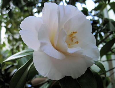 IMG_7940_Hagoromo.JPG