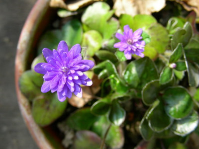 Hepatica_Shiun_DSCN1644_Bildgroe_andern.JPG