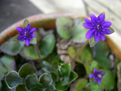 Hepatica_japonica_Shiun_PIC_0011.JPG