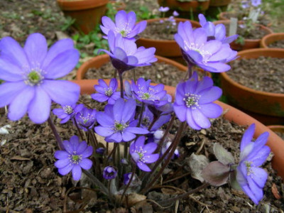 Hepatica_Eselstal_DSCN1668_Bildgroe_andern_Bildgroe_andern.JPG