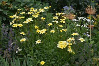 Coreopsis-FullMoon.20-1.jpg