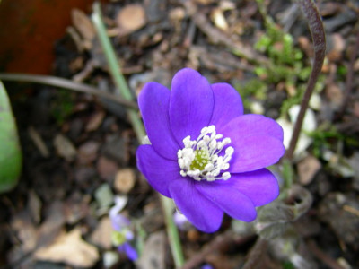 Hepatica_HUBEN_DSCN1670_Bildgroe_andern.JPG