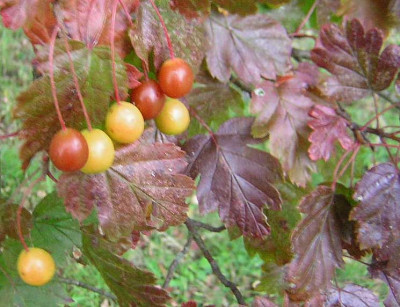 77Malus_florentina6.jpg
