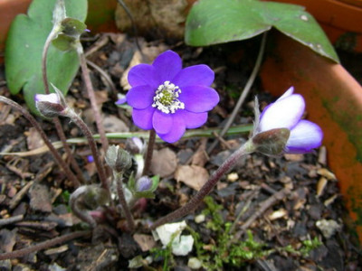 Hepatica_HUBEN_DSCN1672_Bildgroe_andern.JPG