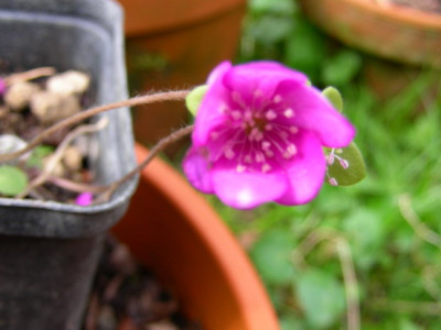 Hepatica_Lisa_DSCN1673_Bildgroe_andern.JPG