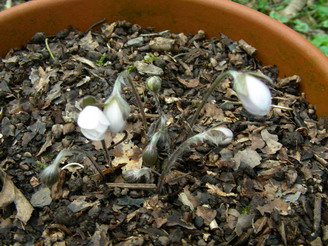 Hepatica_wei_DSCN1678_Bildgroe_andern.JPG