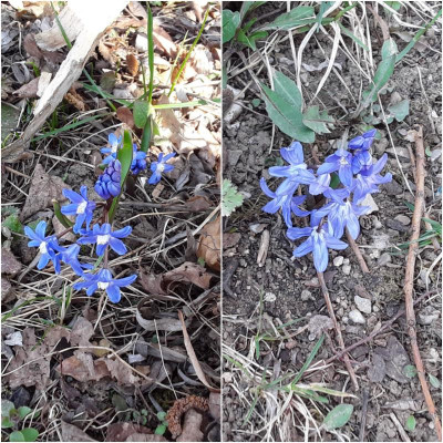 Blaue.jpg